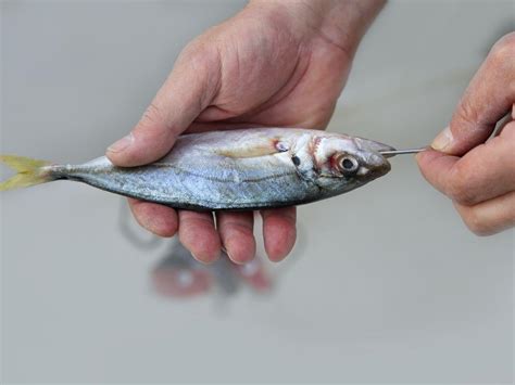bait .
